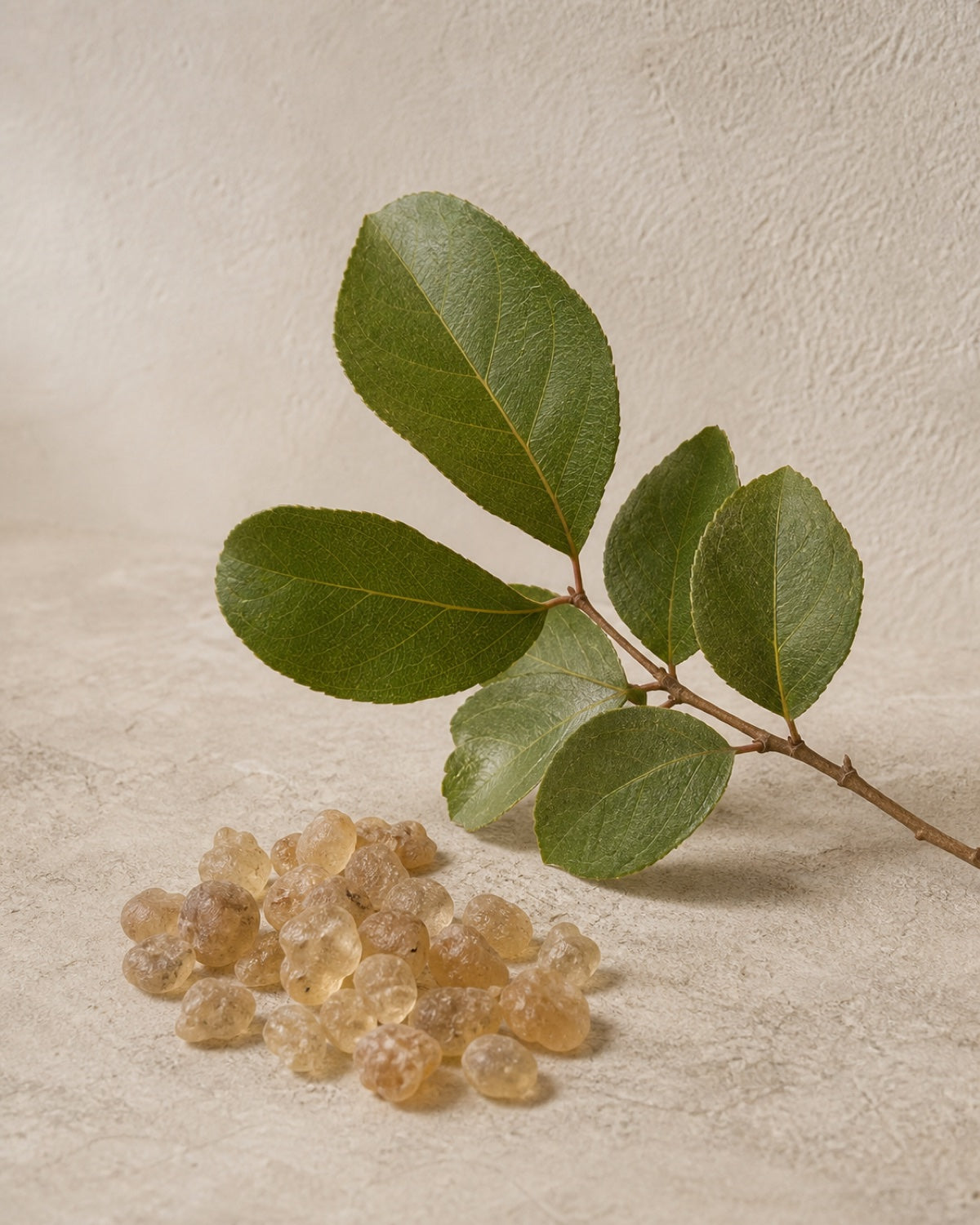 Kala Gond gum and an Anogeissus latifolia branch in an editorial ingredient study