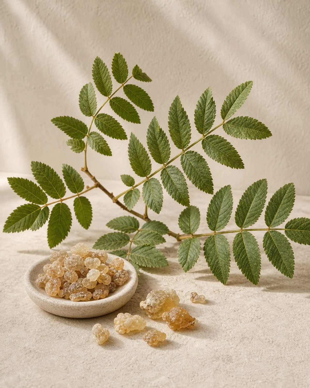 Shallaki gum resin and Boswellia serrata foliage in an editorial ingredient study