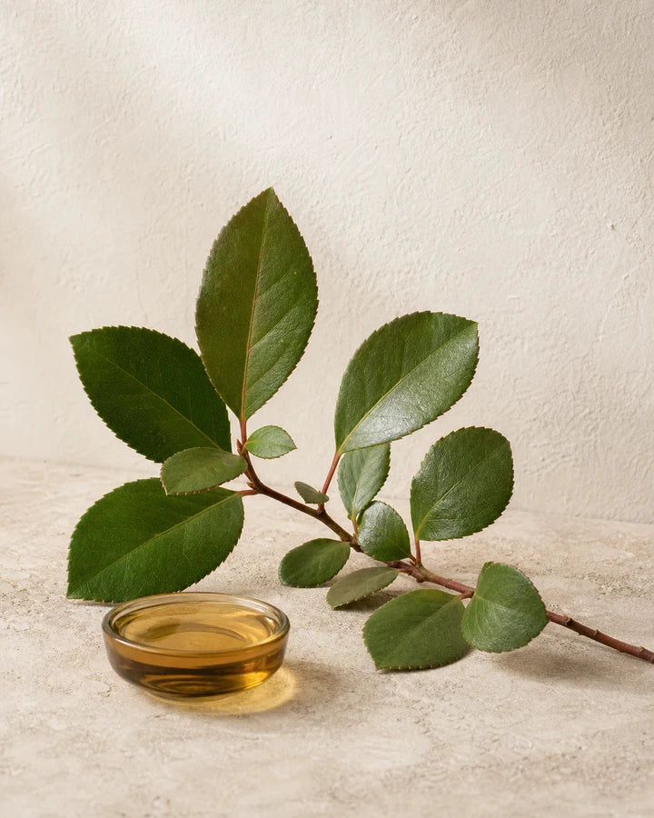 Gandhapura leaves and botanical oil in an editorial ingredient study
