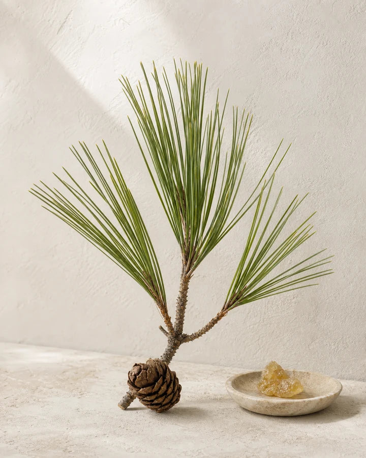 Sarala pine needles, cone and resin in an editorial ingredient study