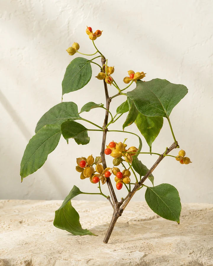 Malkungni fruiting vine in an editorial botanical study