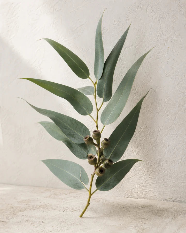 Nilgiri leaves and gumnuts in an editorial botanical study