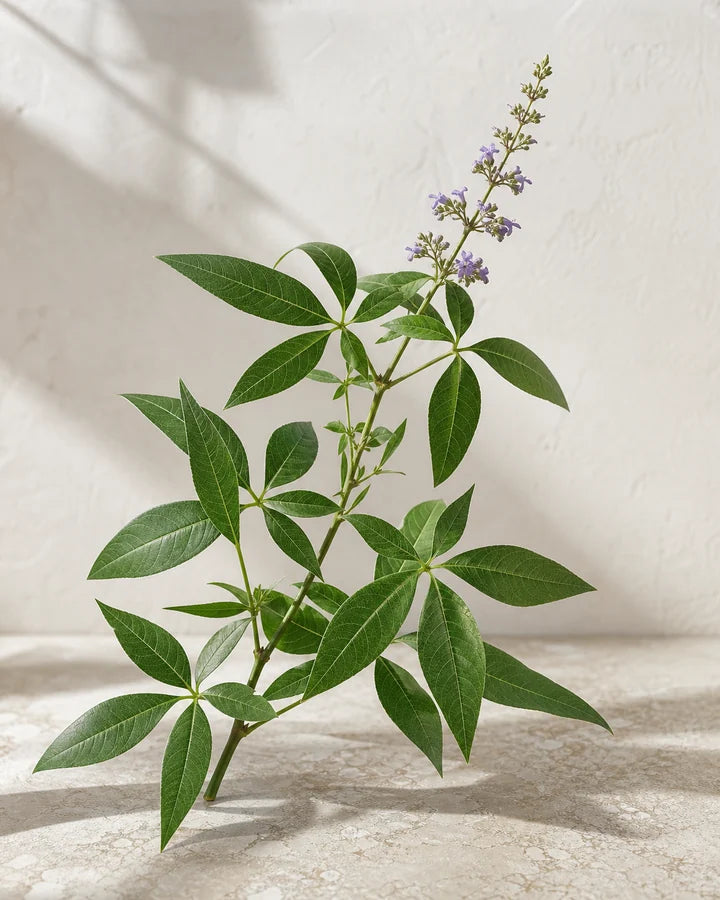 Nirgundi leaves and flowers in an editorial botanical study