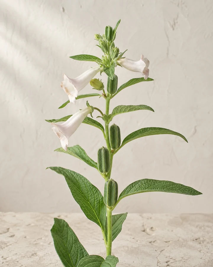 Til flowers and seed pods in an editorial botanical study