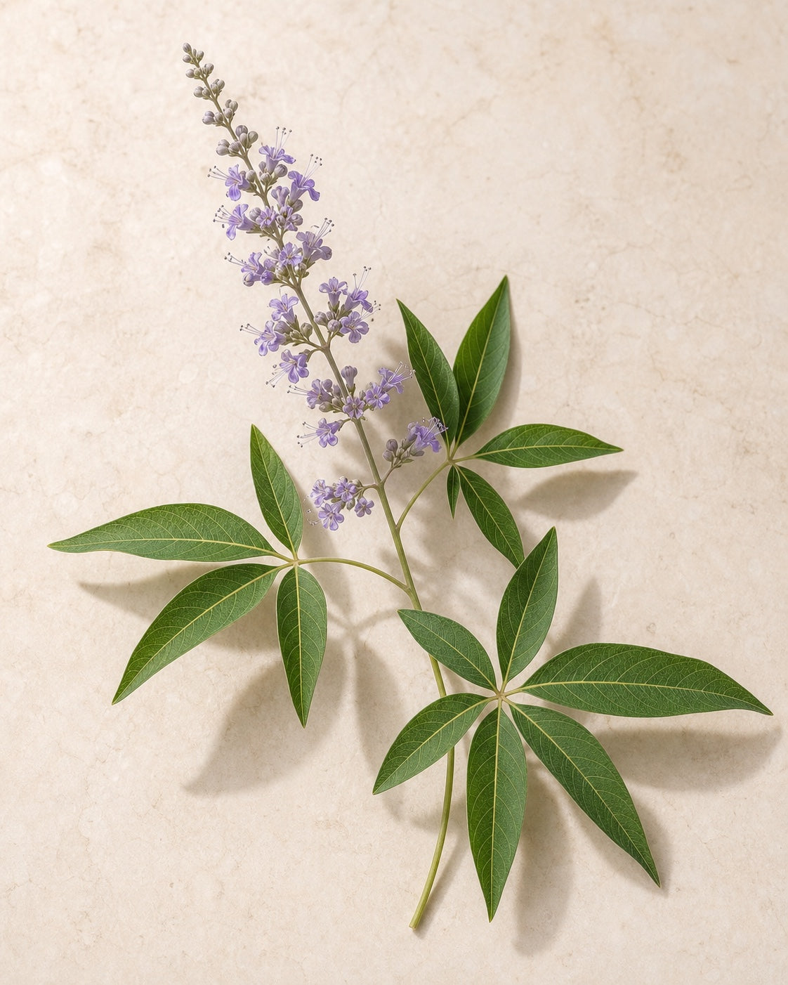 Nirgundi leaves and flowers in an editorial botanical study