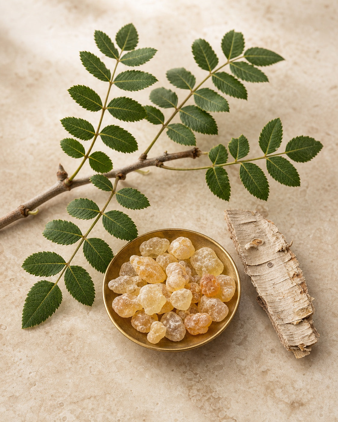 Shallaki leaves, bark and resin in an editorial botanical study