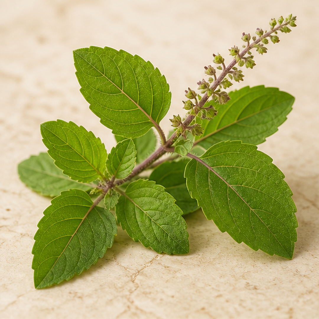 Fresh Tulsi leaves and flower stem in an editorial ingredient study