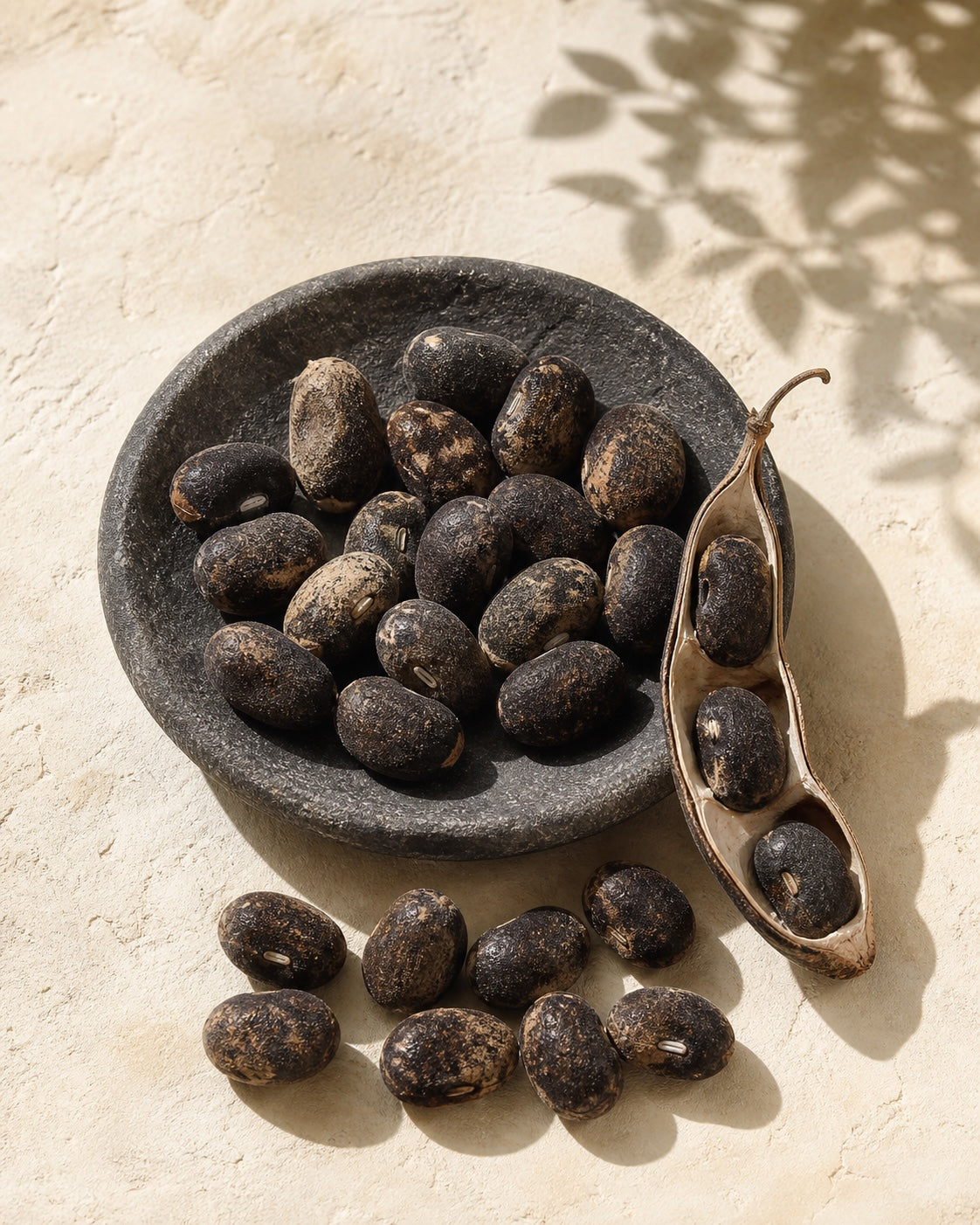 Whole Kaunch Beej seeds and pod in an editorial botanical study