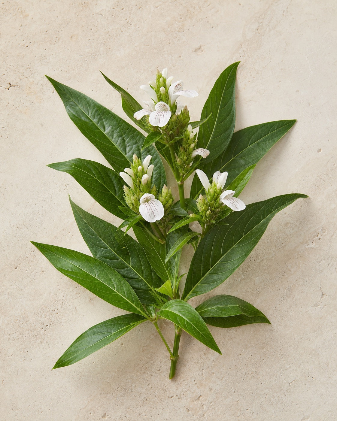 Vasaka leaves and white flowers in an editorial botanical study